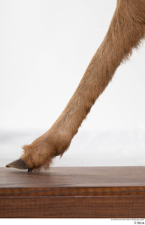 Deer doe leg 0038.jpg